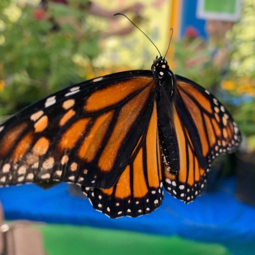 Meet your Posher, Diana